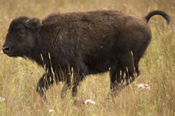 bison